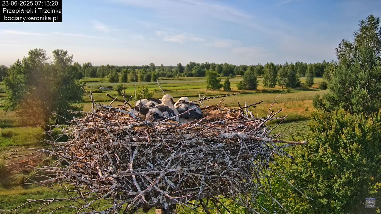23062025bociany10
