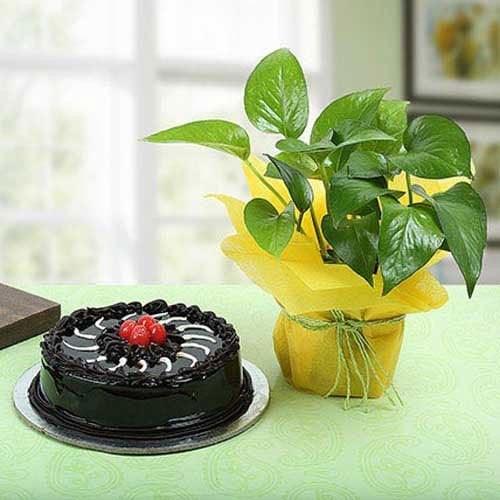 Truffle Cake N Money Plant Combo  Image