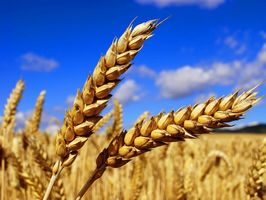 Украина увеличила агропроизводство более чем на 10%