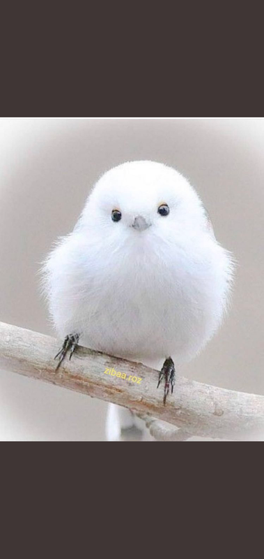 Screenshot_٢٠٢١٠٥٠٣-١٧٠٩٠٩