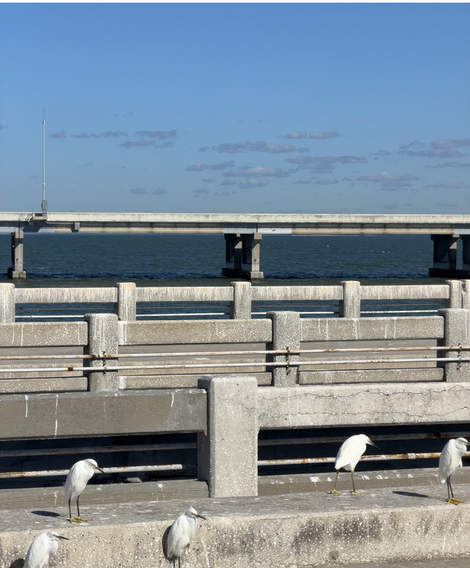 [Image: Skyway-Bridge4.png]