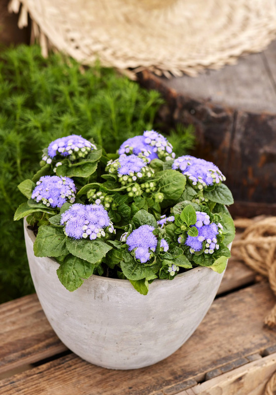 15960 Hem Genetics Ageratum Kona Blue I0A4141
