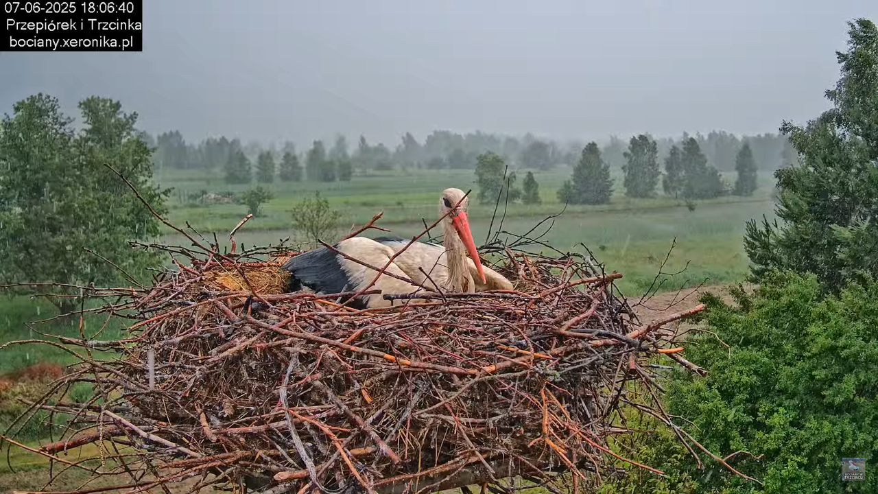 07062025bociany42