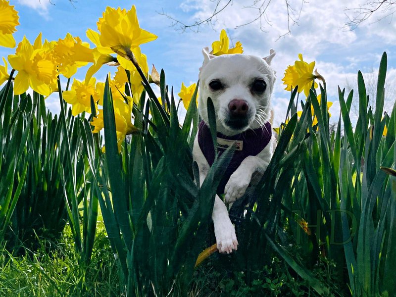 pixie-today-HD.jpg