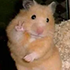 smalimg