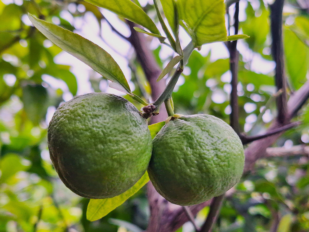 TaichangF2_fruechte_1