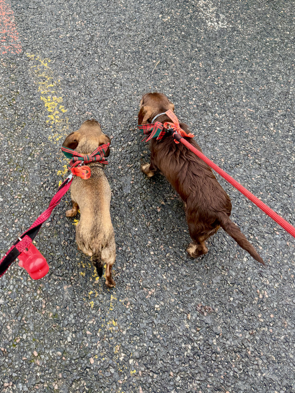 [Image: IMG-3209.jpg]