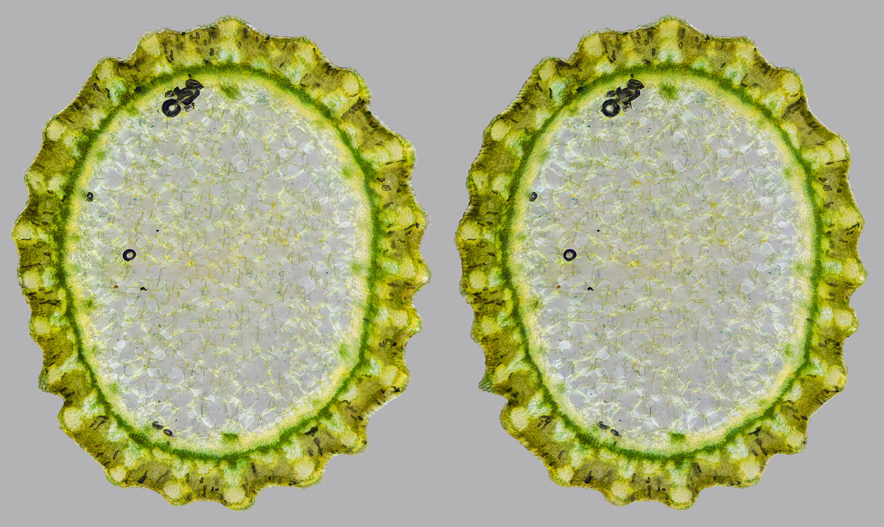 Stereo 2 6 Cross TPnd 4K