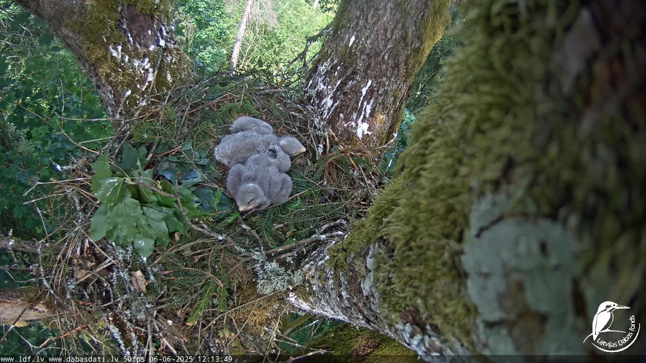 Melnās klijas (Milvus migrans) Kurzemē_ peļu klijāni (Buteo buteo) 15-48-45 screenshot