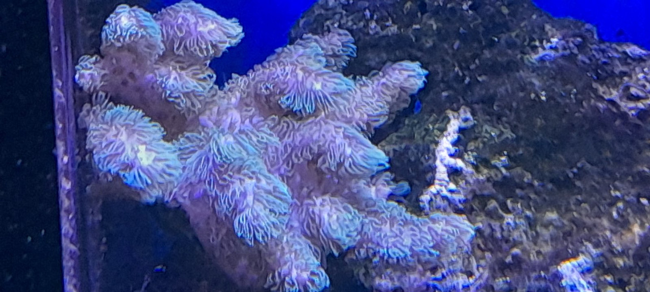 изображение_viber_2021-01-24_13-31дл