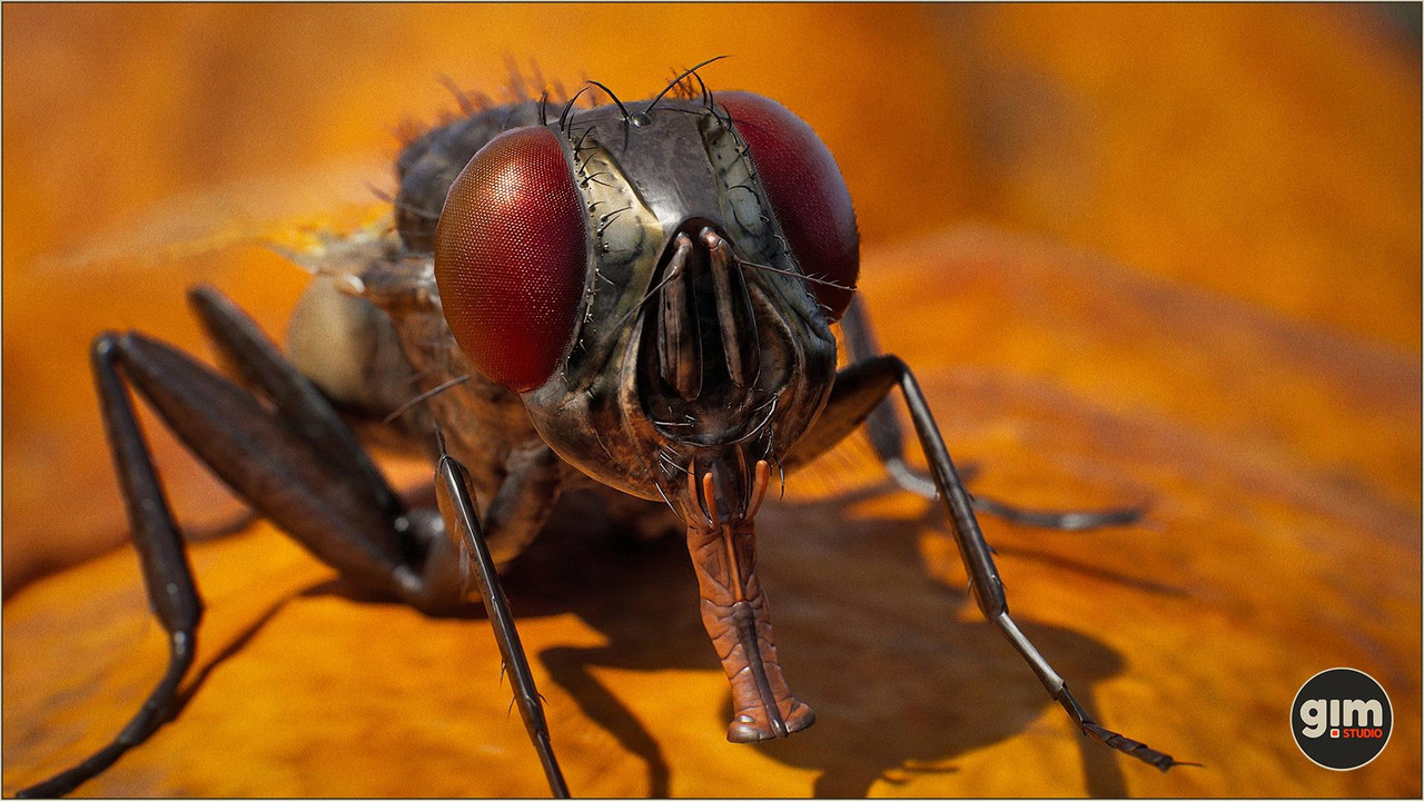 Animalia - Housefly