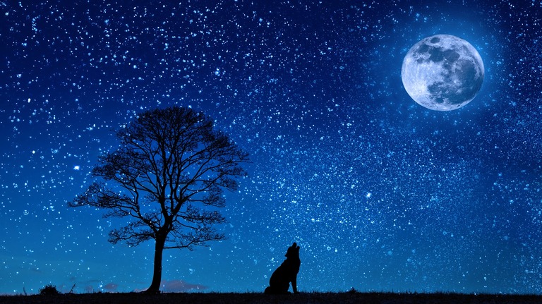 wolfmoontree-photos free lr background image download precap