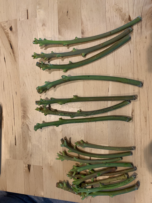 EE0AEDCB-9392-4E6F-A3F7-425B00070DD4