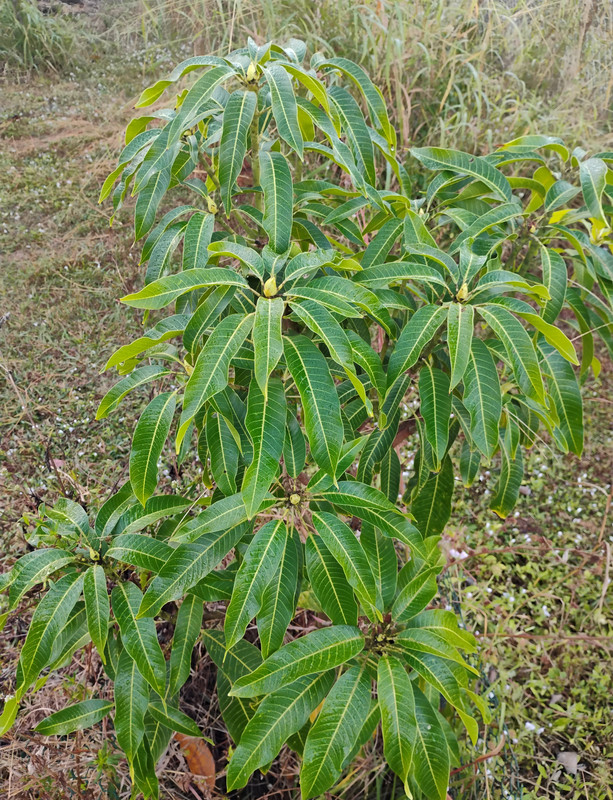 IMG 20251203 071037307 2