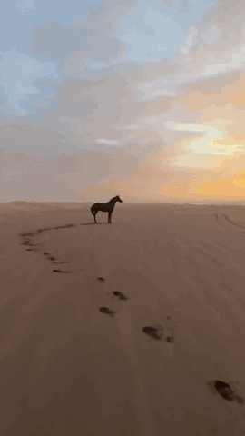 Horse-Beach-Running-with-Friend