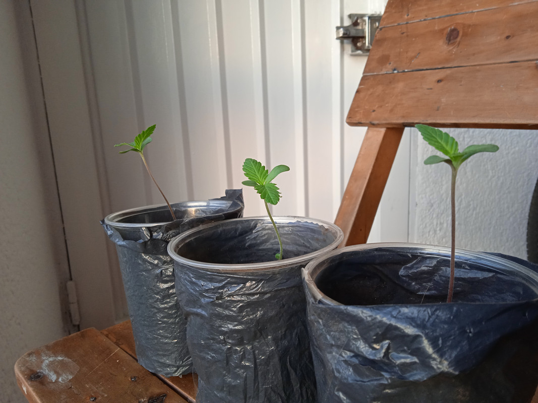 IMG_20210602_055824_1