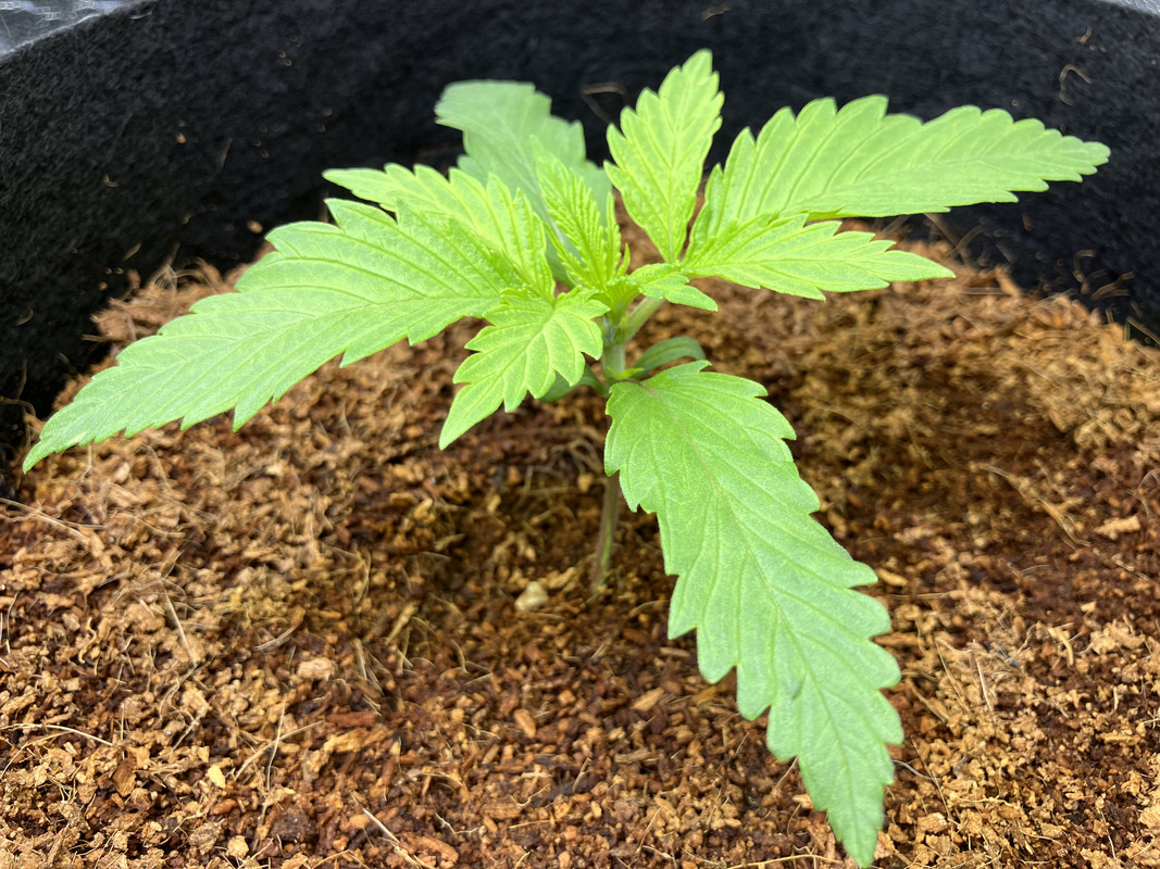 gIMG_1250(marzo 24 2023)