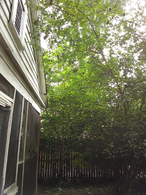 trifoliata tree