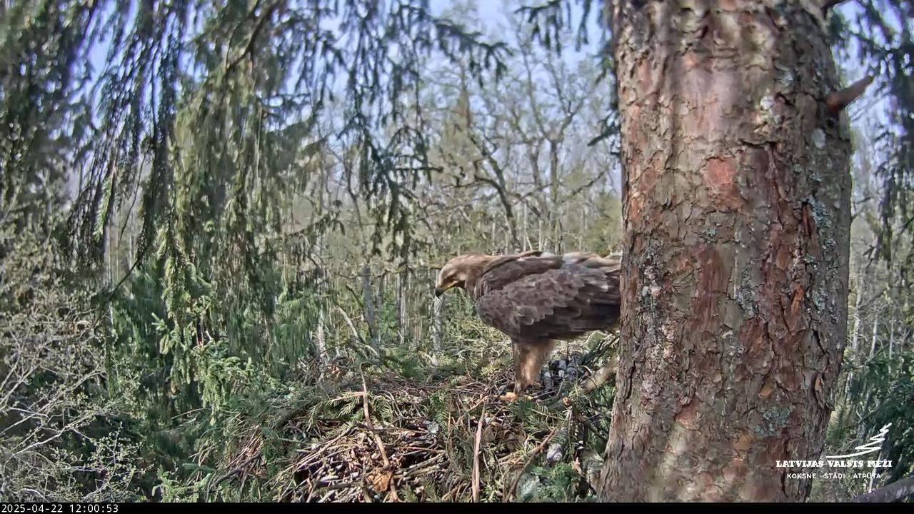LVM mazais ērglis Lisiņa, egle – Lesser Spotted Eagle 16-6-48 screenshot