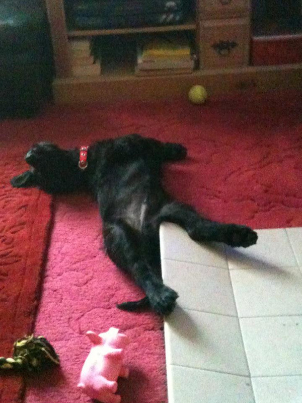 556905_389739217727898_292121152_n