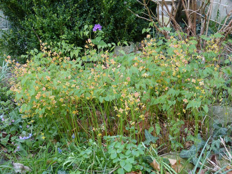 2014-04-07 Epimedium w. 'Orangekönigin'