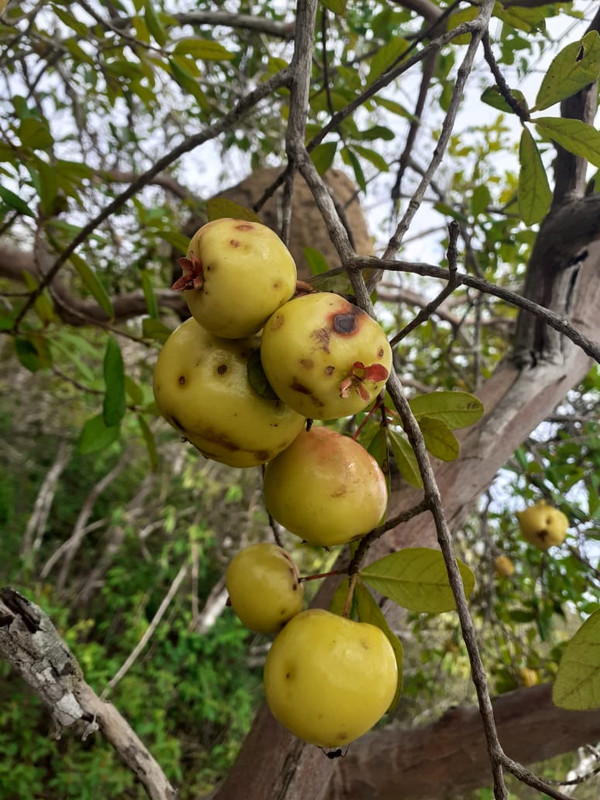 WhatsApp Image 2020-12-08 at 20.44.46 (1)