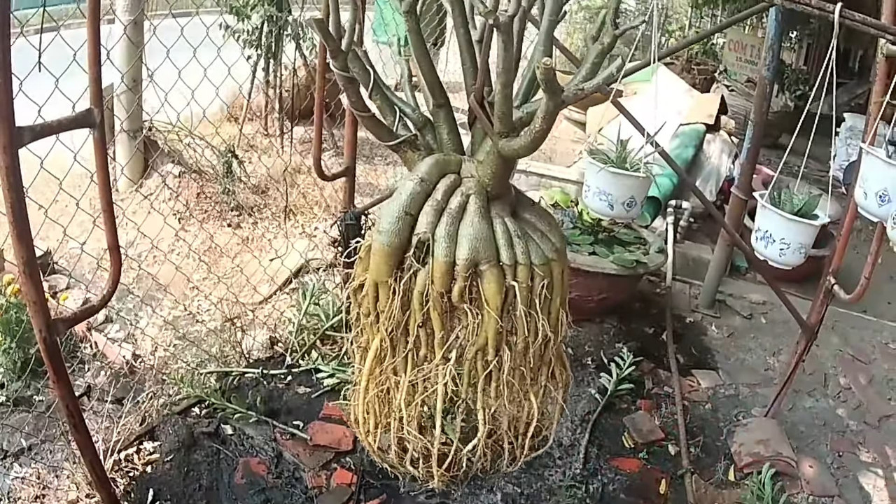adenium-high-roots.jpg