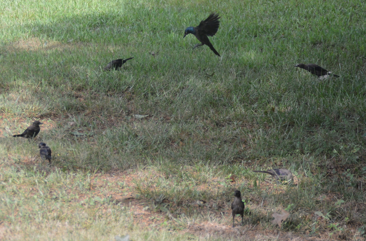 2021-8-13 Grackles (10)