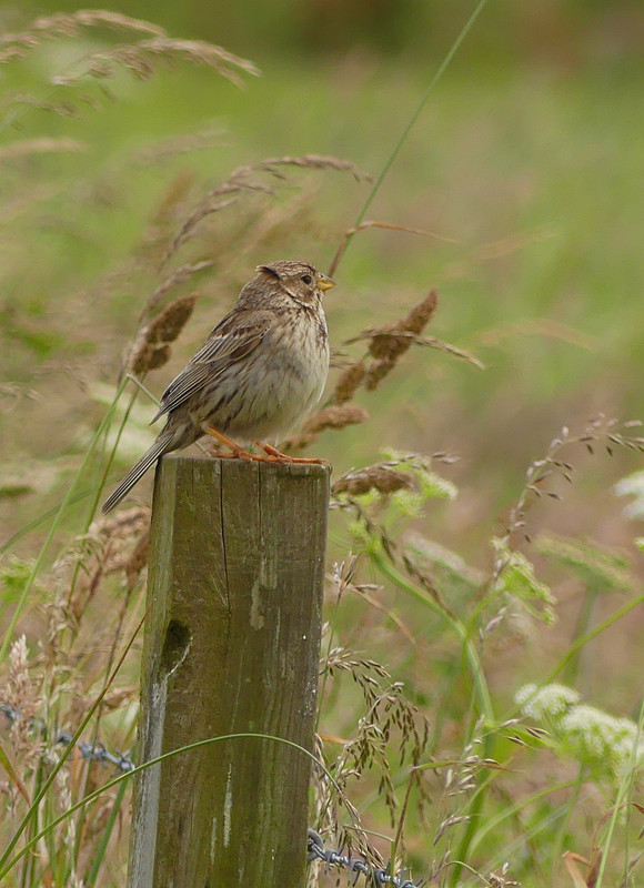 SKYLARK 1 040724