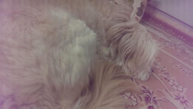 volghan hosseini (107)