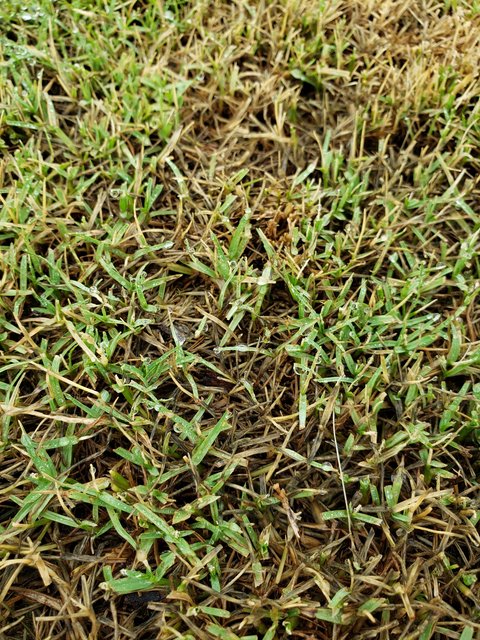 Turf Ribbing Problem Problem with new-ish turf | Lawn Care Forum