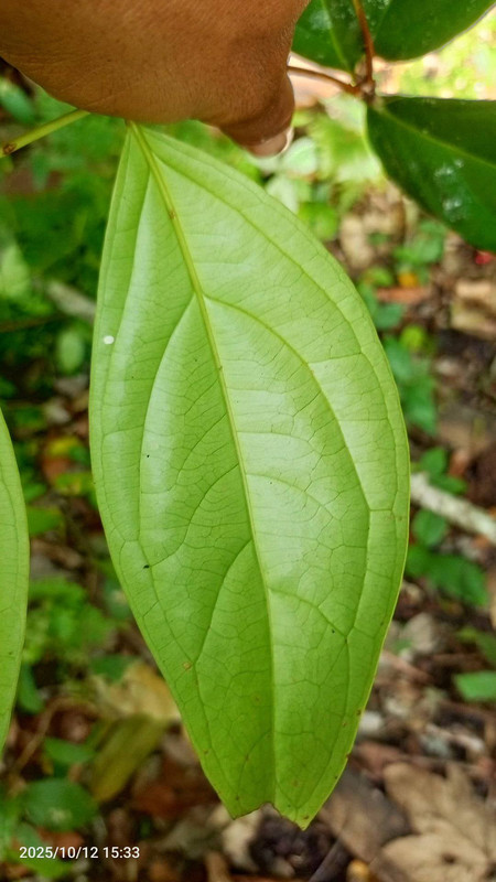 Messenger creation 2878587A 438C 4CA2 BFE0 5E3E8033C31B