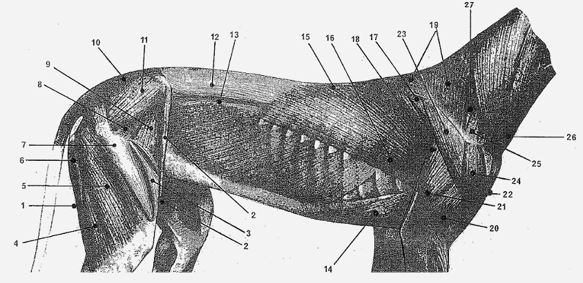 Greyhound Anatomy Chart