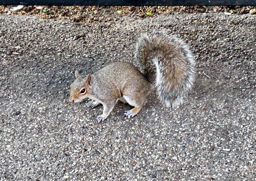 Пёстрая лента. Путешествие по сельским дорогам Англии в мае 2025 г.