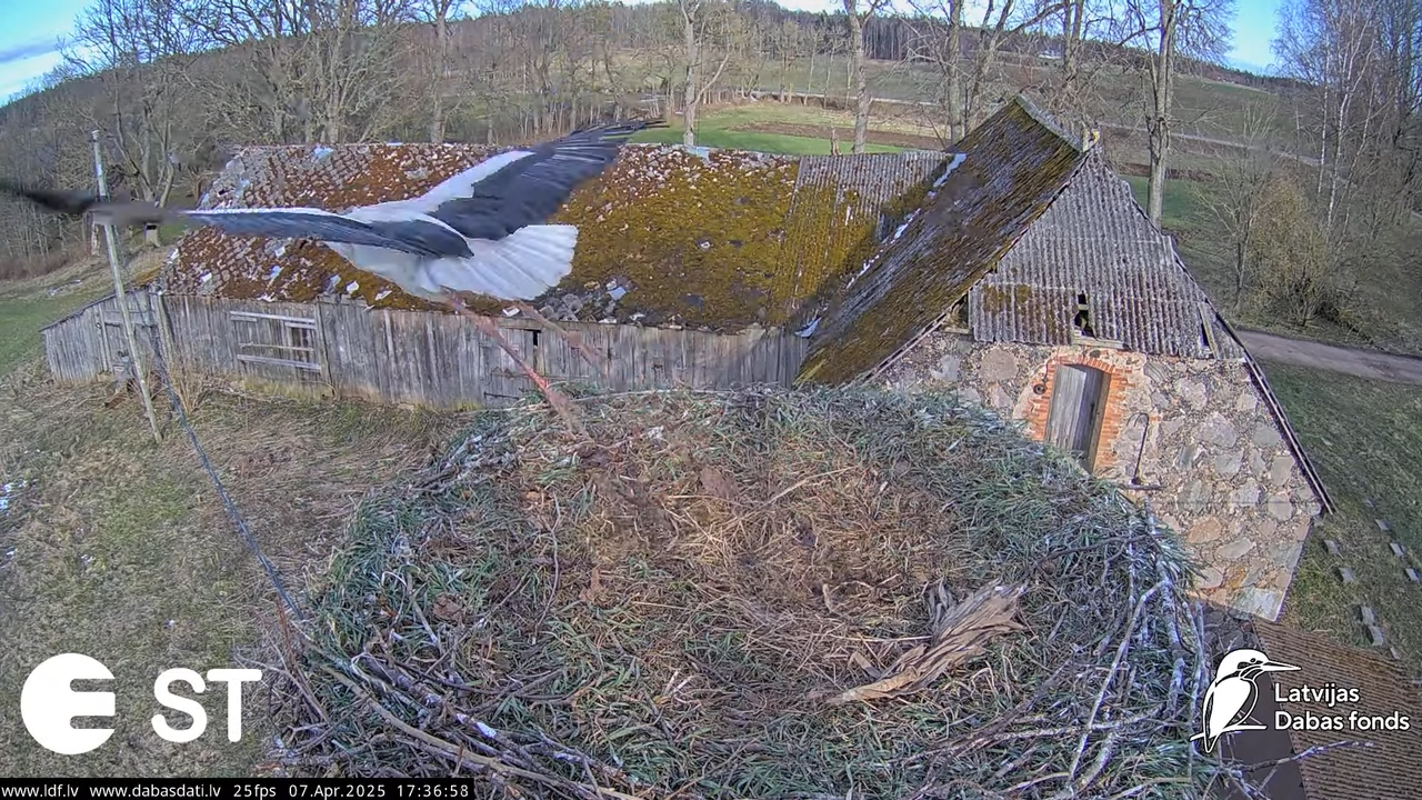 (6) Baltie stārķi (Ciconia ciconia) Tukuma novadā __ White storks in Tukums, Latvia - YouTube - 647_