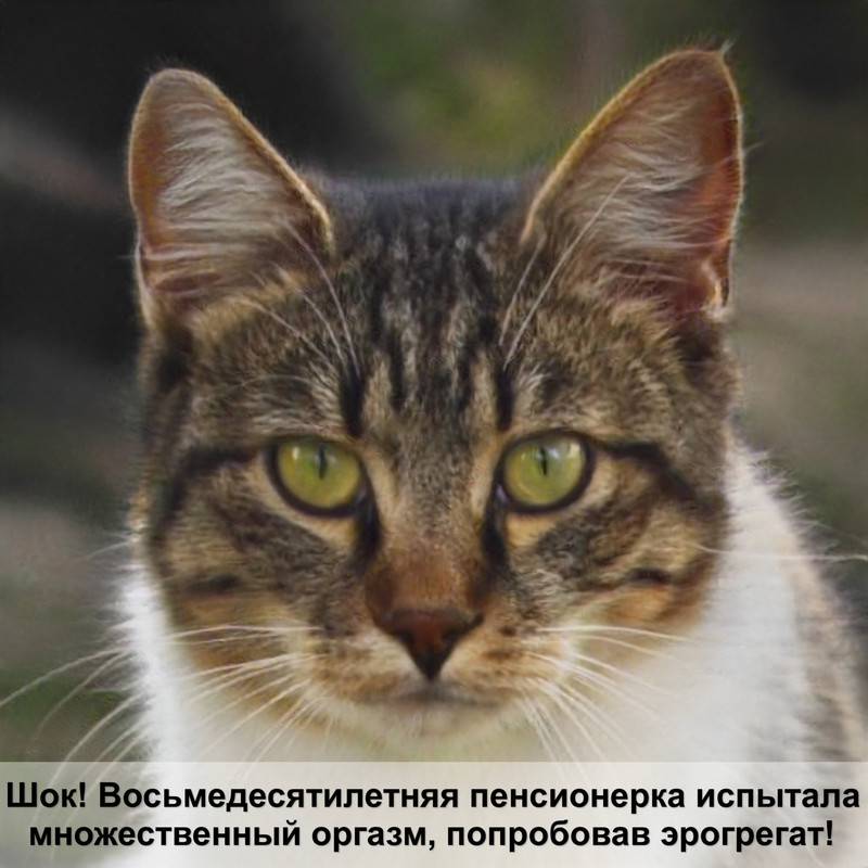 большие коты тигровый окрас