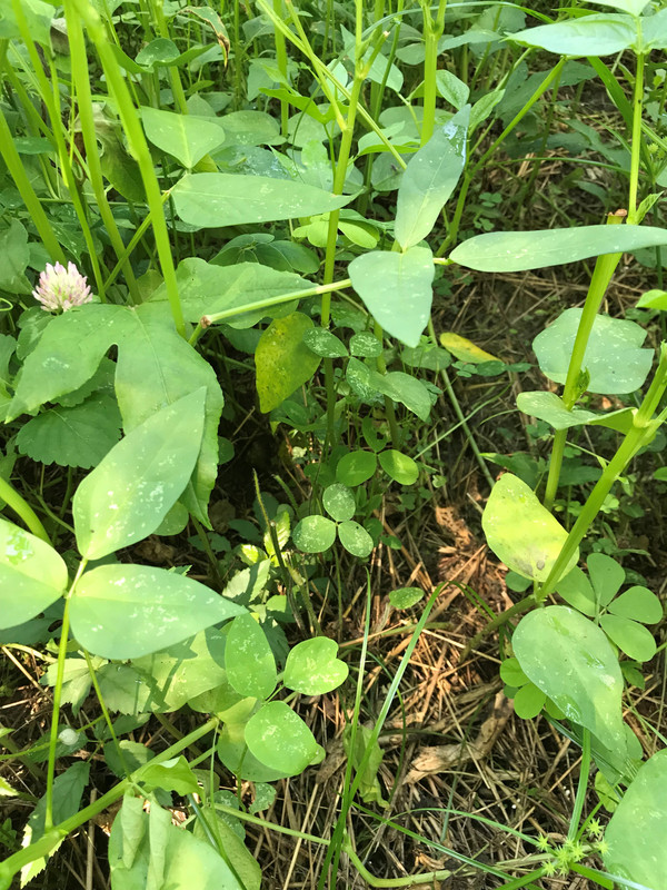 cloverandpeas10