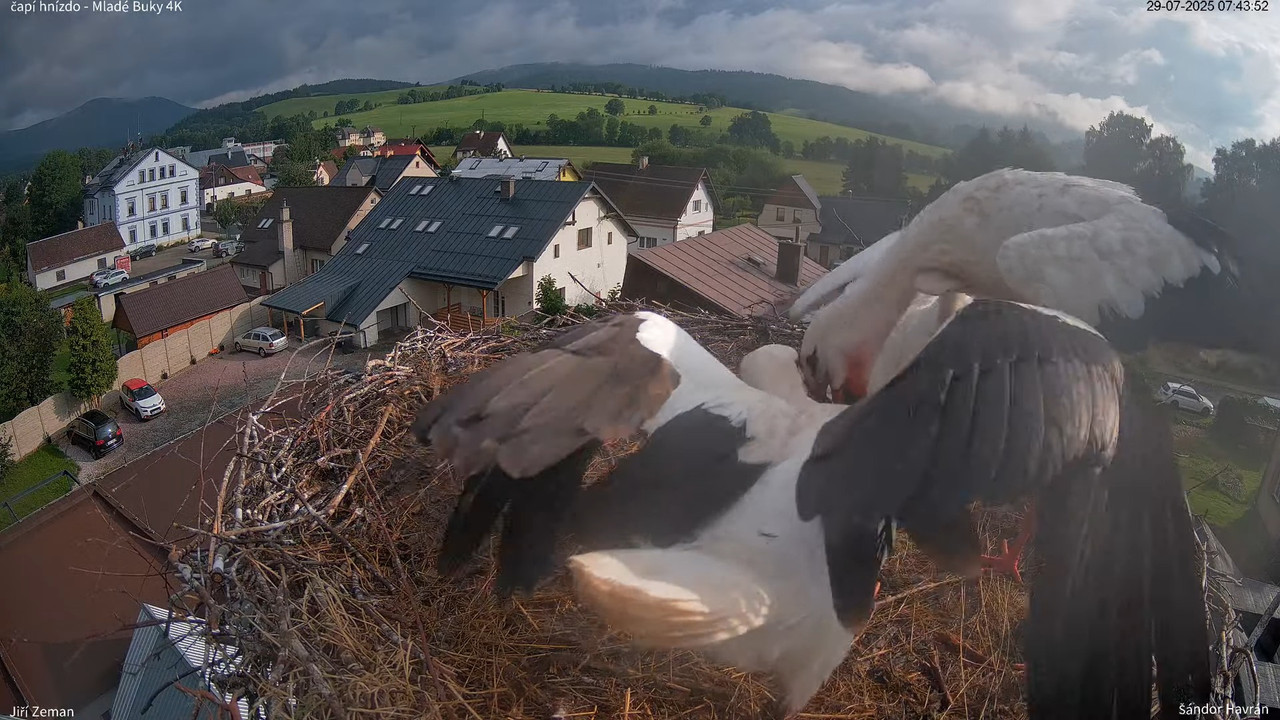 Tiešraides kamera — Mladé Buky — stārķa ligzda 4K 10-44-58 screenshot