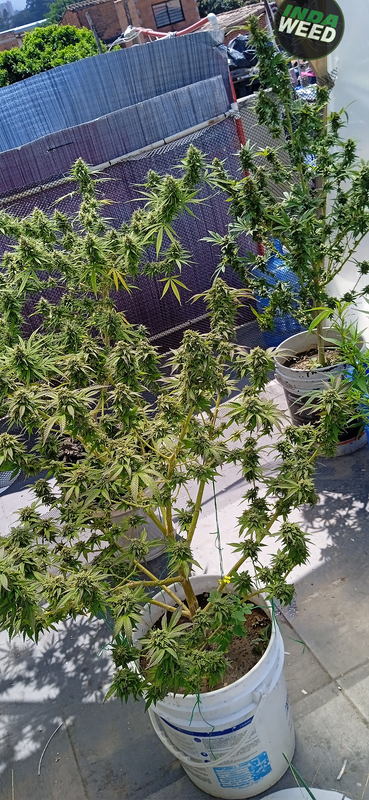 IMG_20230116_115550_1