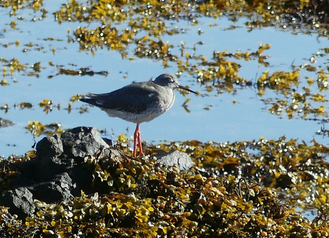 REDSHANK 1 140824