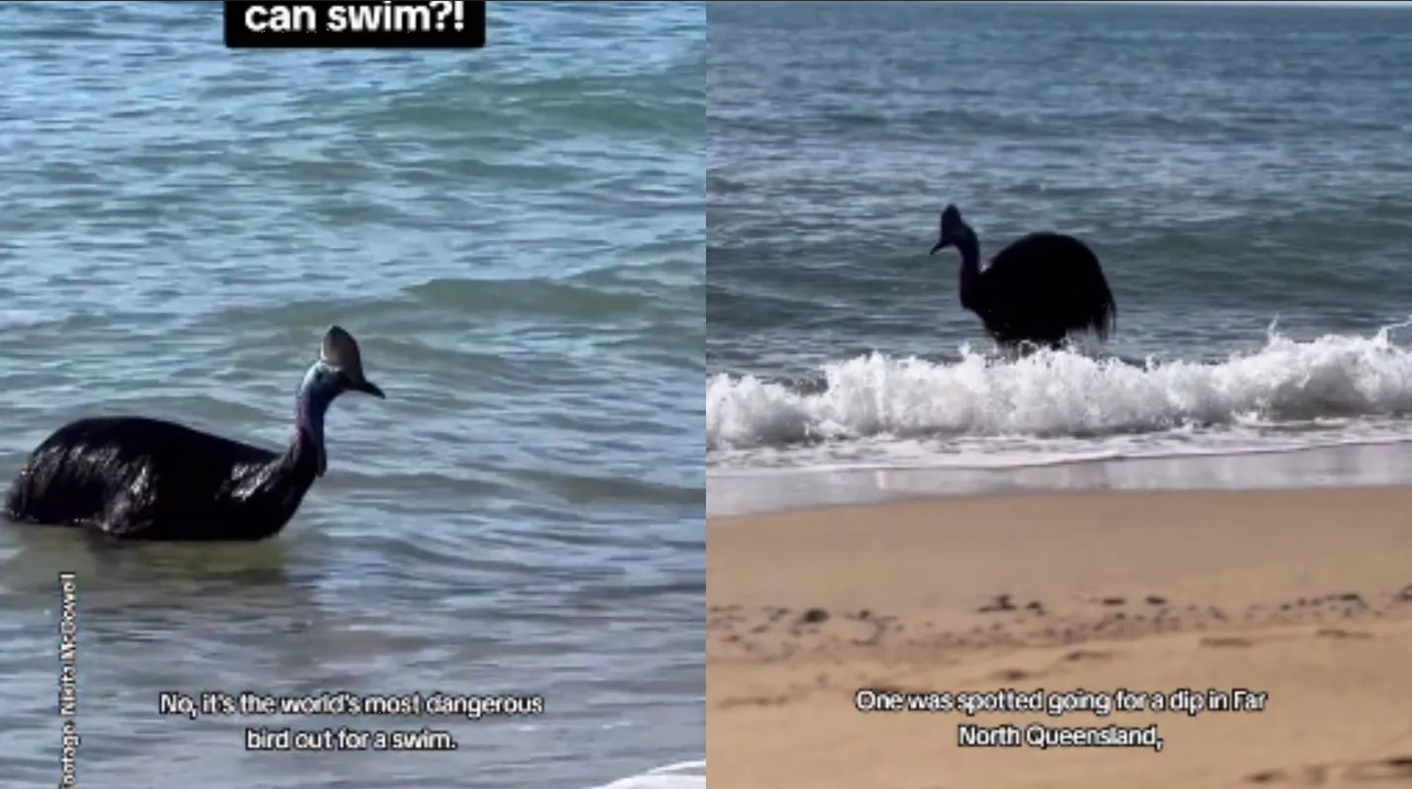 Ave más peligrosa del mundo aparece en playa de Australia