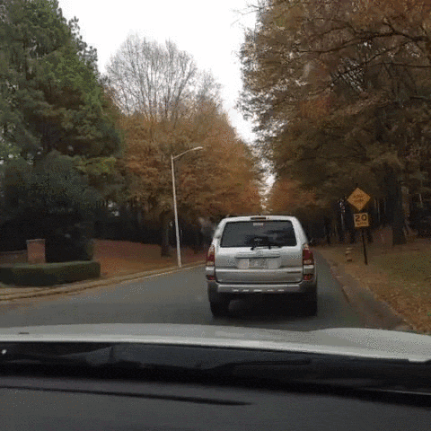 dog-driver-sh.gif
