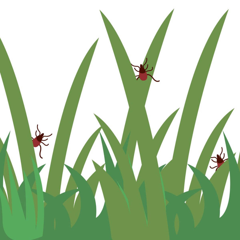 tick in the green grass flat vector illustration danger