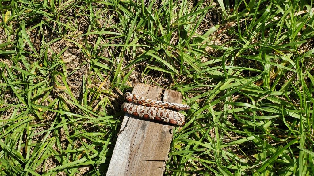 signal-2020-11-26-073356