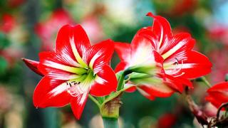 Thơ hoạ Nguyễn Thành Sáng & Tam Muội (1085) Lily-Red-flowers-with-white-oriental-pipe-hybrid-lily-ornamental