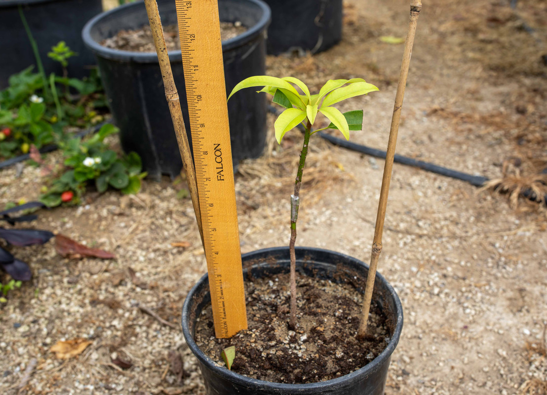 8U1A8359  Thomas Sapodilla Tree Recently Grafted (3-25-2022)