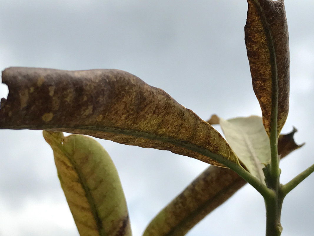 Thrips_Damage_01