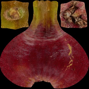 Red-Pear-Albedo