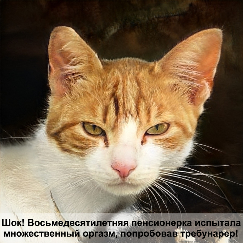 бурма кошка лиловый окрас