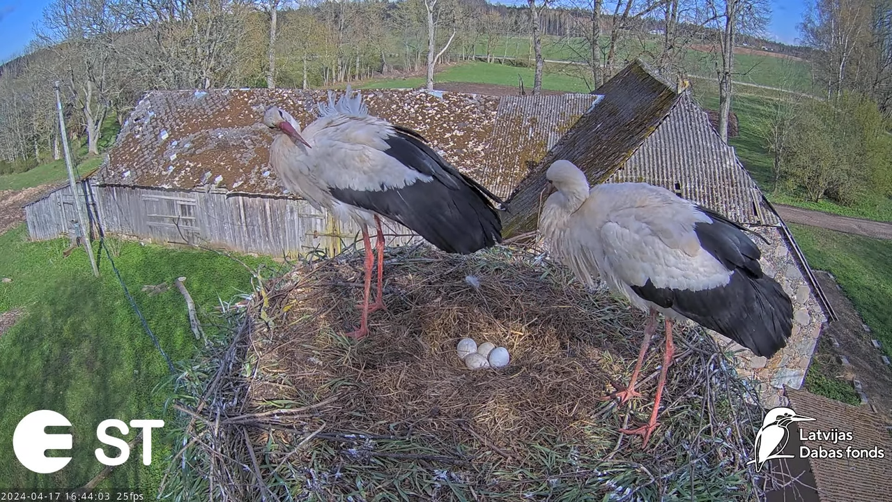 Baltie stārķi (Ciconia ciconia) Tukuma novadā - LDF tiešraide __ White storks in Tukums, Latvia 9-35